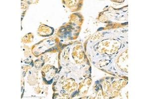 Immunohistochemistry of paraffin embedded human placenta using LOXL4 (ABIN7074541) at dilution of 1:400 (400x lens)