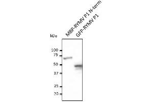 Anti-RYMV PI Ab at 1/1,000 dilution, MBP-RYMV PI N-term recombinant protein and HEK293 transfected cell lysate, rabbit polyclonal to goat lgG (HRP) at 1/10,000 dilution (RYMV P1 (N-Term) anticorps)