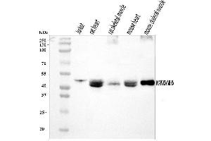 Western blot analysis of MEK5/MAP2K5 using anti-MEK5/MAP2K5 antibody (ABIN7601657).