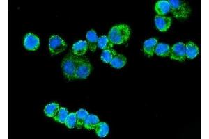 IF analysis of ETFA using anti-ETFA antibody (ABIN7599281).
