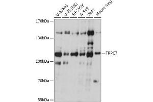 Western blot analysis of extracts of various cell lines, using TRPC7 antibody (ABIN7270919) at 1:1000 dilution. (TRPC7 anticorps  (AA 720-780))