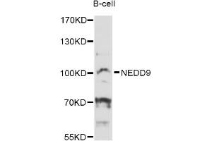 Western blot analysis of extracts of B-cell cells, using NEDD9 Antibody (ABIN6292119) at 1:3000 dilution. (NEDD9 anticorps)
