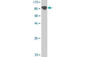 Western Blot detection against Immunogen (128.