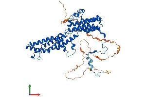 AlphaFold protein structure predicition of Human Recombinant BEST2 Protein, UniprotID Q8NFU1