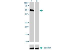 Western blot analysis of HCRTR2 over-expressed 293 cell line, cotransfected with HCRTR2 Validated Chimera RNAi (Lane 2) or non-transfected control (Lane 1). (HCRTR2 anticorps  (AA 1-54))
