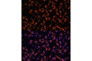 Immunofluorescence analysis of L929 cells using PRX antibody (ABIN7269215) at dilution of 1:100.