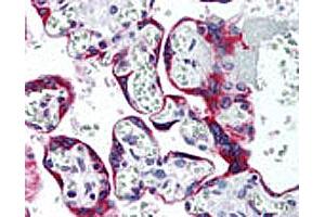 IHC analysis of human placenta. (SSTR5 anticorps  (AA 300-350))