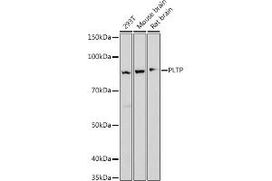 Western blot analysis of extracts of various cell lines, using PLTP antibody (ABIN7269357) at 1:1000 dilution.