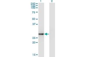 Western Blotting (WB) image for anti-Exosome Component 5 (EXOSC5) (AA 1-101) antibody (ABIN961177) (EXOSC5 anticorps  (AA 1-101))