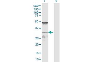 Western Blot analysis of WDR61 expression in transfected 293T cell line by WDR61 MaxPab polyclonal antibody. (WDR61 anticorps  (AA 1-305))