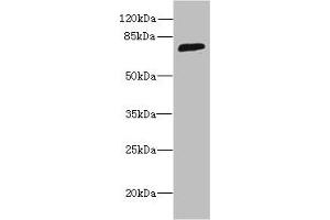 Western blot All lanes: SORBS3 antibody at 8 μg/mL + HepG2 whole cell lysate Secondary Goat polyclonal to rabbit IgG at 1/10000 dilution Predicted band size: 76, 37 kDa Observed band size: 76 kDa (Vinexin anticorps  (AA 1-329))