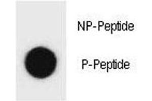 Dot blot analysis of phospho Beclin 1 antibody.