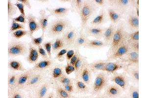 Anti-REA antibody, ICC ICC: A549 Cell (Prohibitin 2 anticorps  (Middle Region))