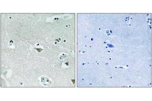 Immunohistochemistry analysis of paraffin-embedded human brain, using SREBP-1 (Phospho-Ser439) Antibody. (SREBF1 anticorps  (pSer439))