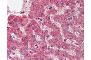 Immunohistochemistry (IHC) image for anti-14-3-3 zeta (YWHAZ) (Middle Region) antibody (ABIN2783207)