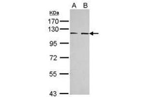 Image no. 2 for anti-EPH Receptor A3 (EPHA3) (AA 38-375) antibody (ABIN1498036) (EPH Receptor A3 anticorps  (AA 38-375))