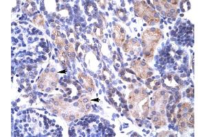 Human kidney (TRAP1 anticorps  (N-Term))