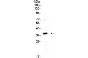 Western blot testing of human HepG2 cell lysate with CRX antibody at 0. (CRX anticorps  (AA 265-299))
