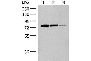 Western blot analysis of A172 cell Mouse liver tissue Hela cell lysates using HNF1A Polyclonal Antibody at dilution of 1:200 (HNF1A anticorps)