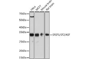 Western blot analysis of extracts of various cell lines, using SRSF1/SRSF1/SF2/ASF Rabbit mAb (ABIN7270213) at 1:1000 dilution. (SRSF1 anticorps)