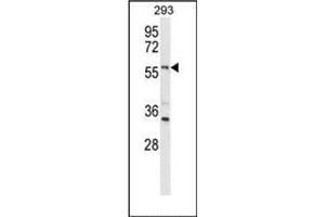 Western blot analysis of LMBR1L Antibody (C-term) in 293 cell line lysates (35ug/lane). (LMBR1L anticorps  (C-Term))