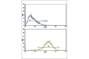 anti-Enoyl-CoA, Hydratase/3-Hydroxyacyl CoA Dehydrogenase (EHHADH) antibody