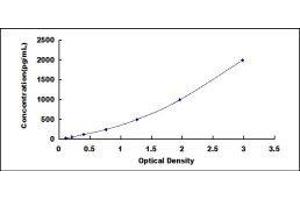 HtrA Serine Peptidase 1 (HTRA1) ELISA Kit