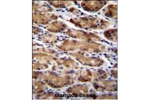 ATG16L2 Antibody (Center ) (ABIN655641 and ABIN2845118) immunohistochemistry analysis in formalin fixed and paraffin embedded human stomach tissue followed by peroxidase conjugation of the secondary antibody and DAB staining. (ATG16L2 anticorps  (AA 277-304))