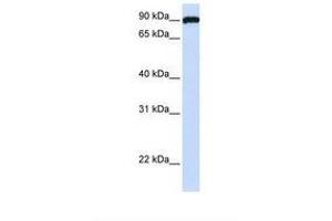 ESYT3 antibody  (AA 74-123)
