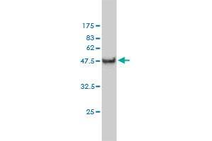 Western Blot detection against Immunogen (54.