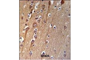 C Antibody (C-term) (ABIN653956 and ABIN2843176) IHC analysis in formalin fixed and paraffin embedded brain tissue followed by peroxidase conjugation of the secondary antibody and DAB staining. (C9ORF91 anticorps  (C-Term))