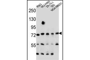 SEC14L5 Antibody (Center) (ABIN655563 and ABIN2845065) western blot analysis in K562,NCI-,ZR-75-1,293,MDA-M cell line lysates (35 μg/lane). (SEC14L5 anticorps  (AA 448-477))