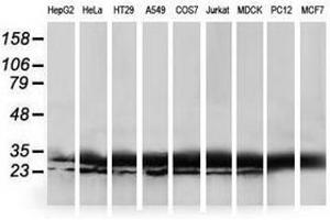 Image no. 3 for anti-Haloacid Dehalogenase-Like Hydrolase Domain Containing 1 (HDHD1) antibody (ABIN1498622) (HDHD1 anticorps)