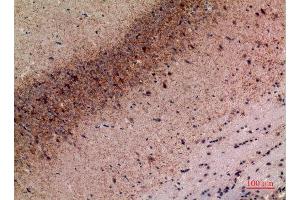 Immunohistochemistry (IHC) analysis of paraffin-embedded Mouse Brain, antibody was diluted at 1:100.