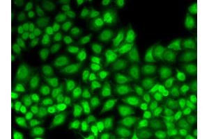 Immunofluorescence analysis of HeLa cells using JUNB antibody (ABIN5973036). (JunB anticorps)