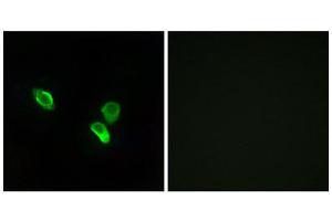 Immunofluorescence (IF) image for anti-Mitochondrial Ribosomal Protein S18C (MRPS18C) (Internal Region) antibody (ABIN1850530) (MRPS18C anticorps  (Internal Region))