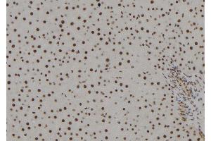 ABIN6279378 at 1/100 staining Rat liver tissue by IHC-P. (POLR2H anticorps  (Internal Region))