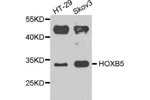 Western blot analysis of extracts of various cell lines, using HOXB5 antibody. (HOXB5 anticorps)