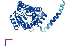AlphaFold protein structure predicition of Mouse Recombinant Dhrs3 Protein, UniprotID O88876