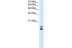 Western Blotting (WB) image for anti-Ubiquitously-Expressed, Prefoldin-Like Chaperone (UXT) antibody (ABIN2463417) (UXT anticorps)