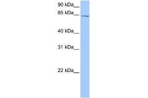 WB Suggested Anti-C2orf42 Antibody Titration: 0. (C2orf42 anticorps  (C-Term))