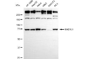 Western blotting analysis using MAD1L1 antibody (ABIN7799316). (Recombinant MAD1L1 anticorps)