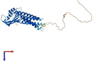 AlphaFold protein structure predicition of Mouse Recombinant Duoxa1 Protein, UniprotID Q8VE49