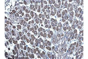 IHC-P Image mTOR antibody [C3], C-term detects mTOR protein at mitochondria on mouse stomach by immunohistochemical analysis.