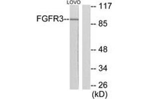 Western blot analysis of extracts from LOVO cells, using FGFR3 Antibody. (FGFR3 anticorps  (AA 131-180))