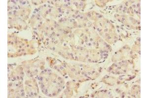 Immunohistochemistry of paraffin-embedded human pancreatic tissue using ABIN7172973 at dilution of 1:100 (TMED1 anticorps  (AA 24-194))