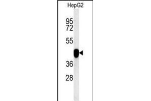 PON2 Antibody (Center) (ABIN651946 and ABIN2840470) western blot analysis in HepG2 cell line lysates (15 μg/lane). (PON2 anticorps  (AA 74-101))