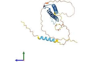 AlphaFold protein structure predicition of Human Recombinant MYOG Protein, UniprotID P15173