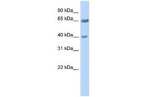 WB Suggested Anti-ZNF234 Antibody Titration:  0. (ZNF234 anticorps  (Middle Region))