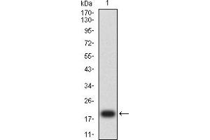 Western blot analysis using FLI1 mAb against human FLI1 (AA: 303-452) recombinant protein. (FLI1 anticorps  (AA 303-452))